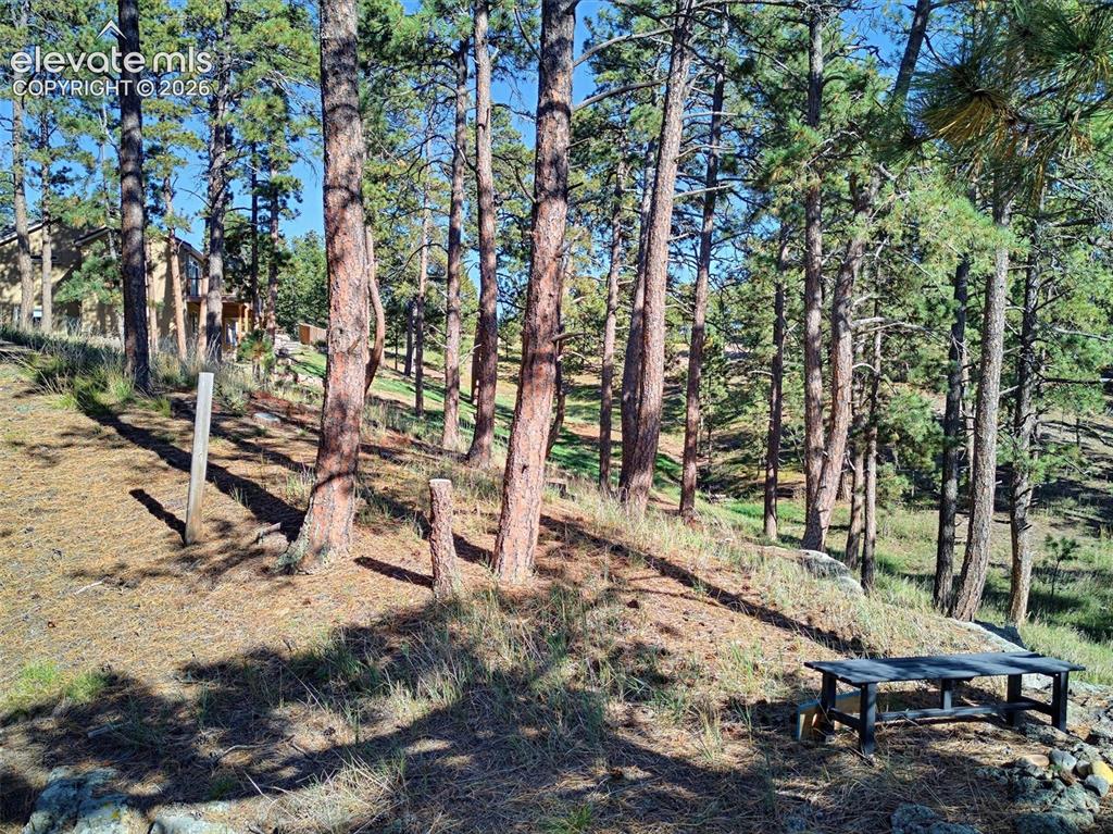 Image 43 of 48: Historic Colorado "Bent Trees"