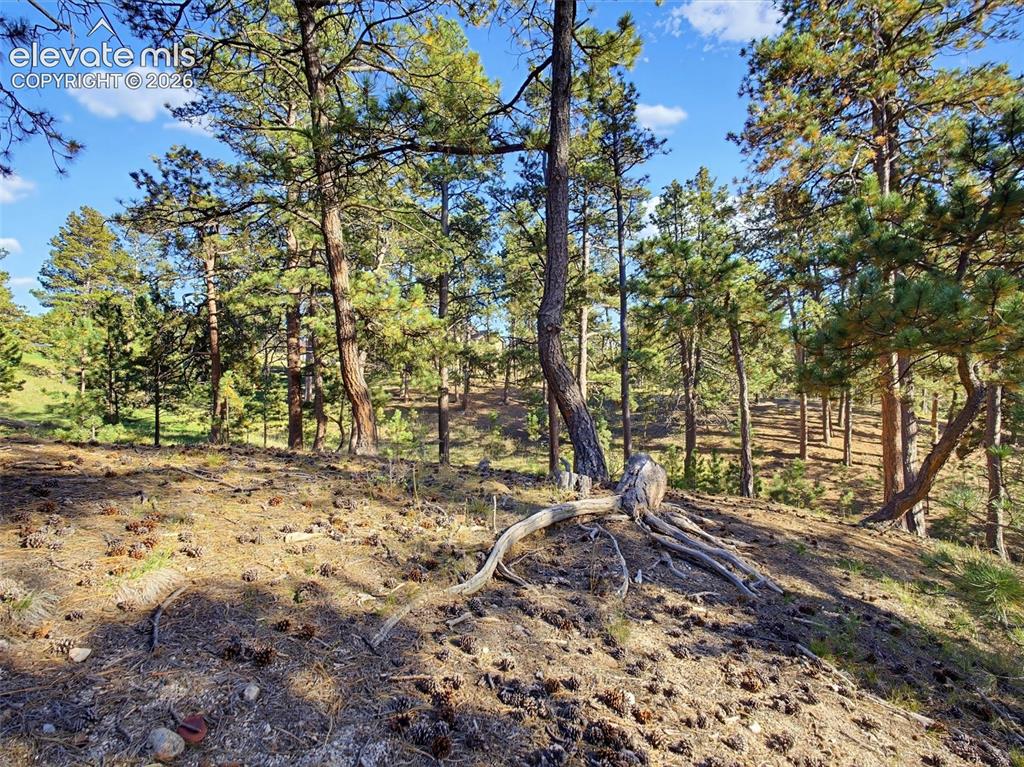 Image 44 of 48: Historic Colorado "Bent Trees"