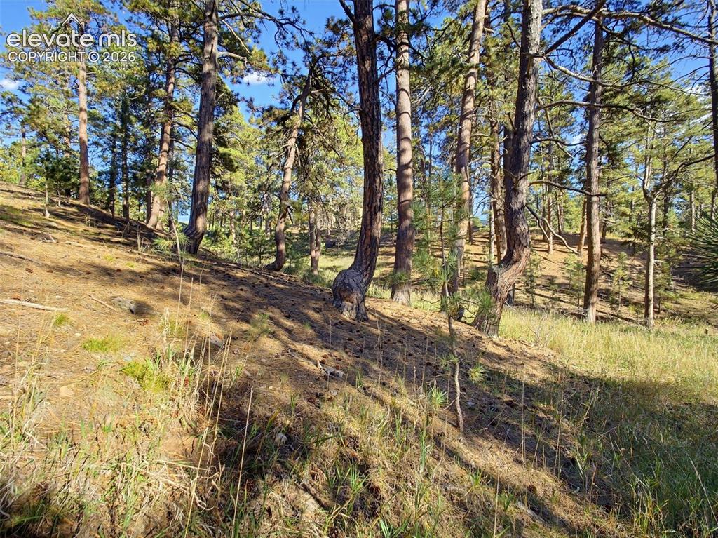 Image 45 of 48: Historic Colorado "Bent Trees"