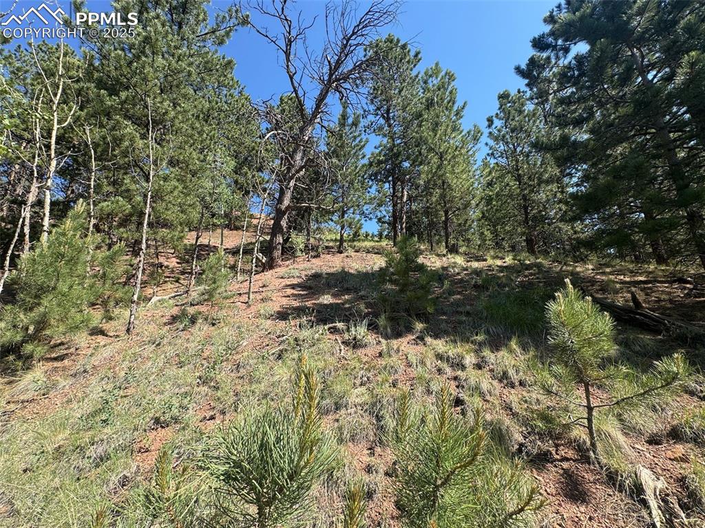 Image 8 of 11: View of local wilderness