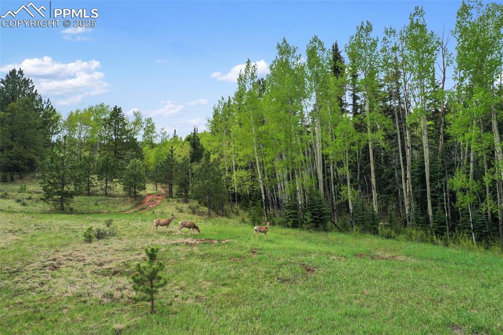 Image 6 of 50: Other