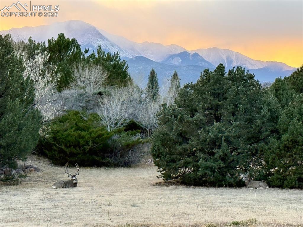 Image 44 of 46: Nature meets refined living — a majestic buck roams the landscaped backyard
