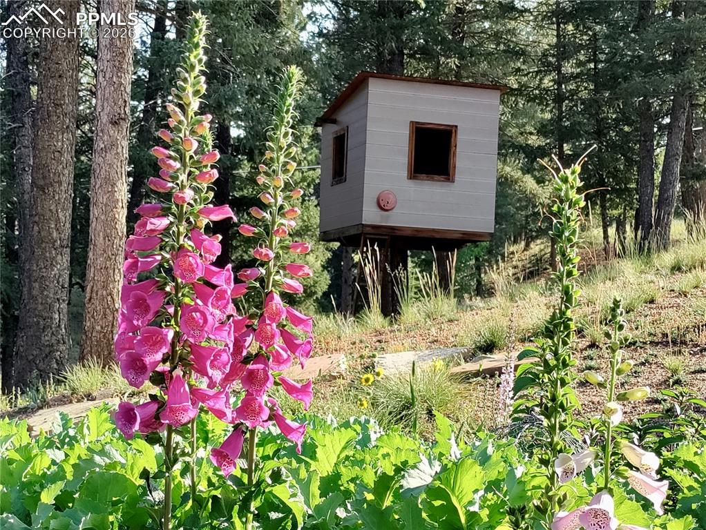 Image 34 of 37: Perennial flowers in backyard and treehouse