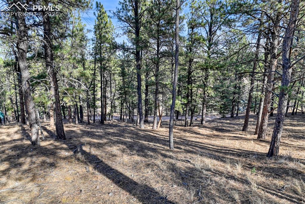 Image 13 of 43: View of local wilderness