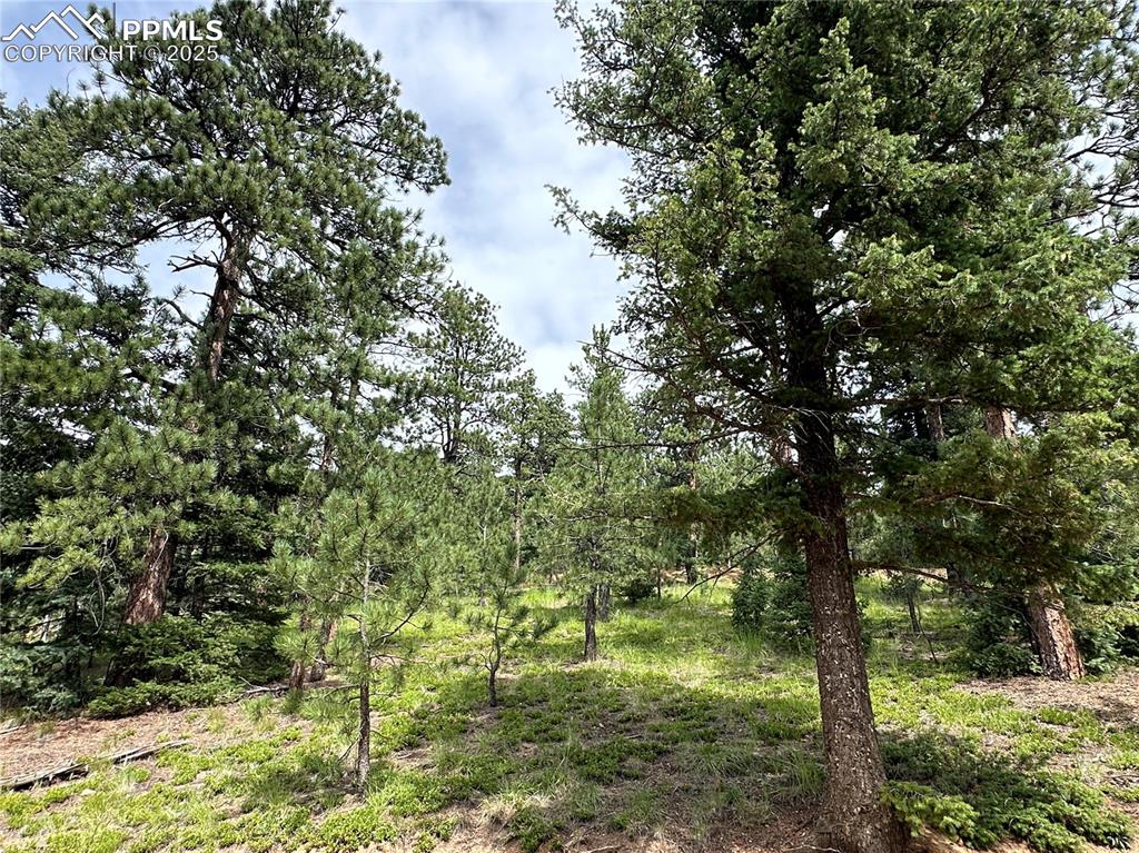 Image 7 of 25: Mature trees!