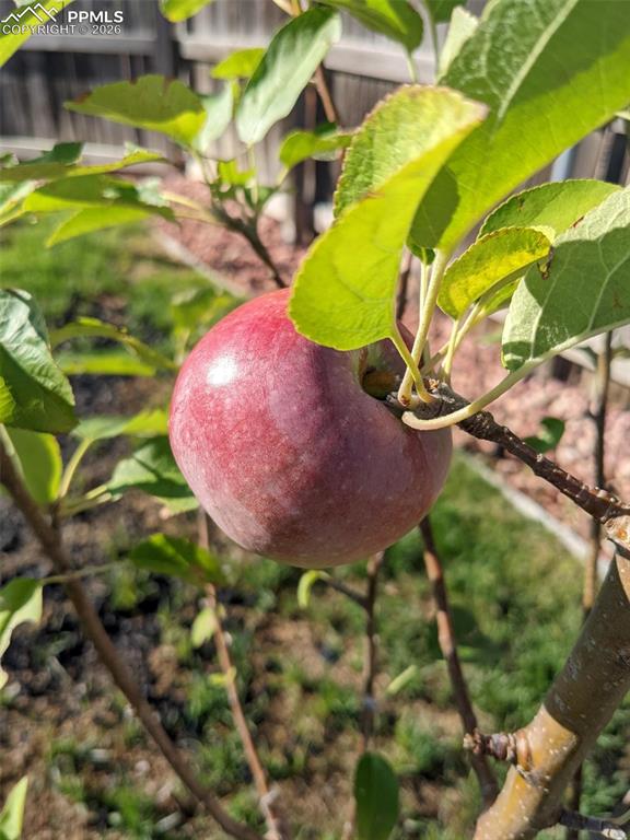 Image 45 of 50: Yard