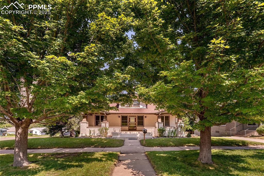 Image 4 of 49: Large Maple Trees