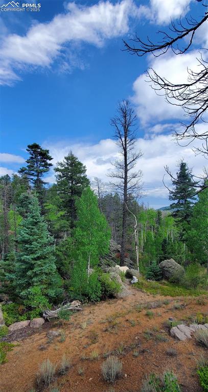 Image 13 of 14: View of woods