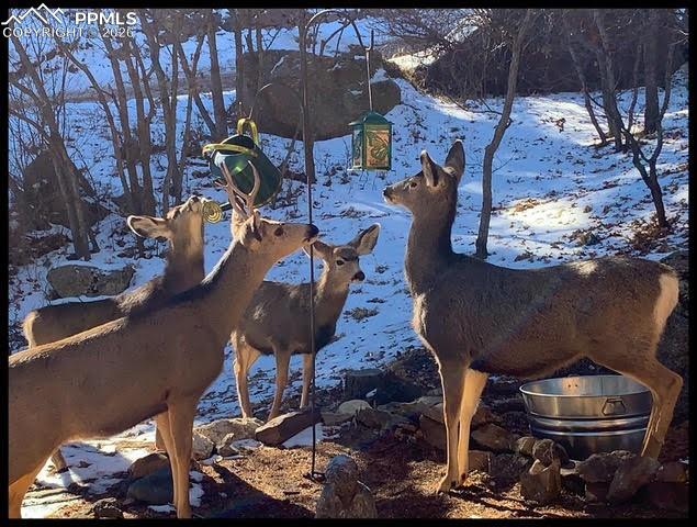 Image 26 of 33: Neighbors stopping in for a visit..