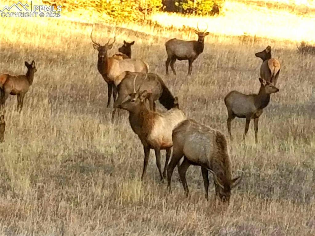Image 5 of 50: Nearby elk heards in the fossil beds. elk on bear trap as well