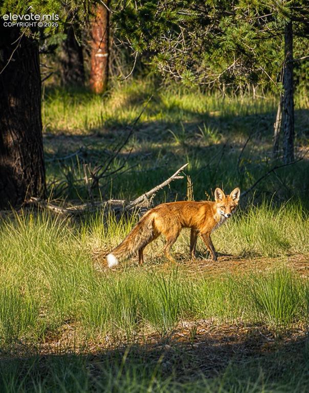 Image 25 of 27: Fox