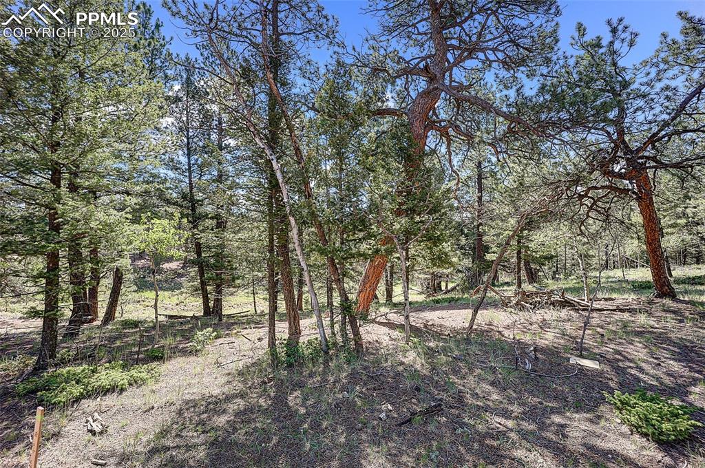 Image 10 of 26: Another view of the tree