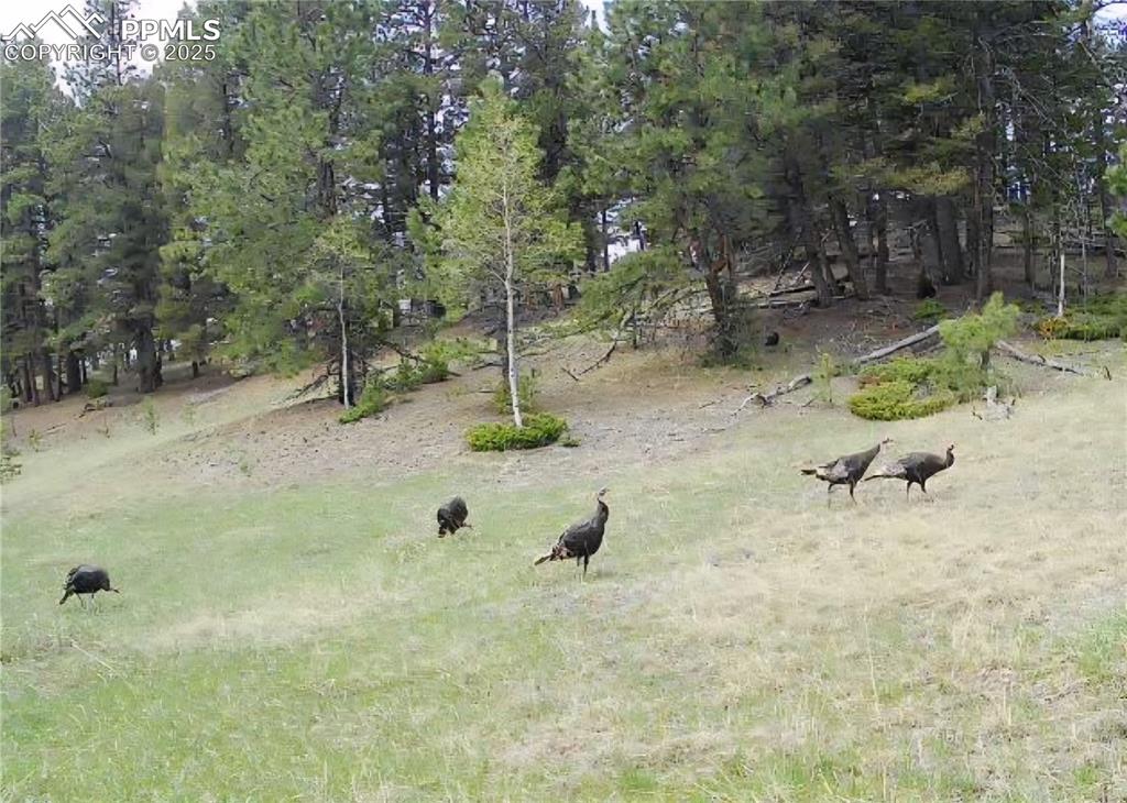 Image 13 of 26: Additional view of wildlife in the meadow