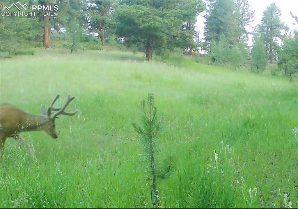 Image 14 of 26: Another view of wildlife in the meadow