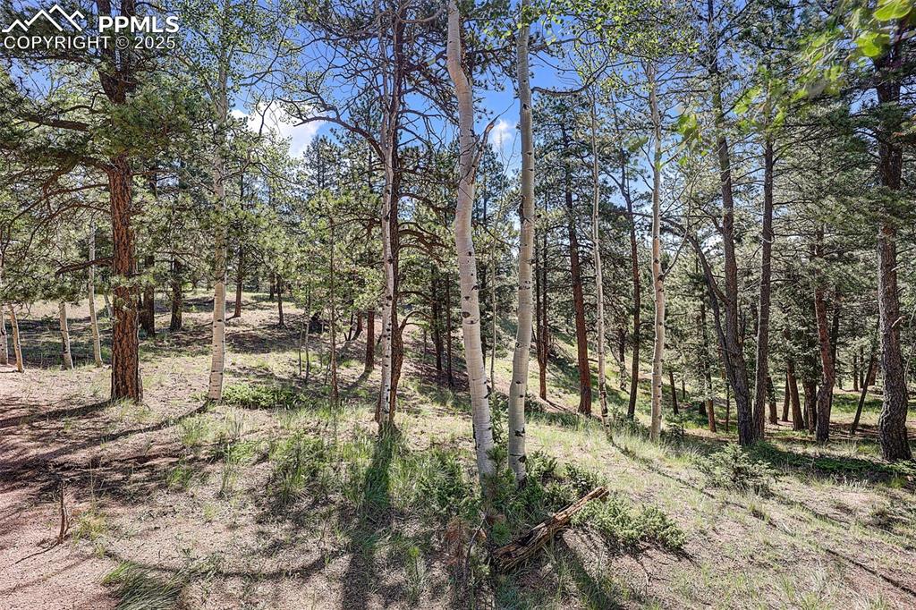 Image 19 of 26: View of Aspen grove