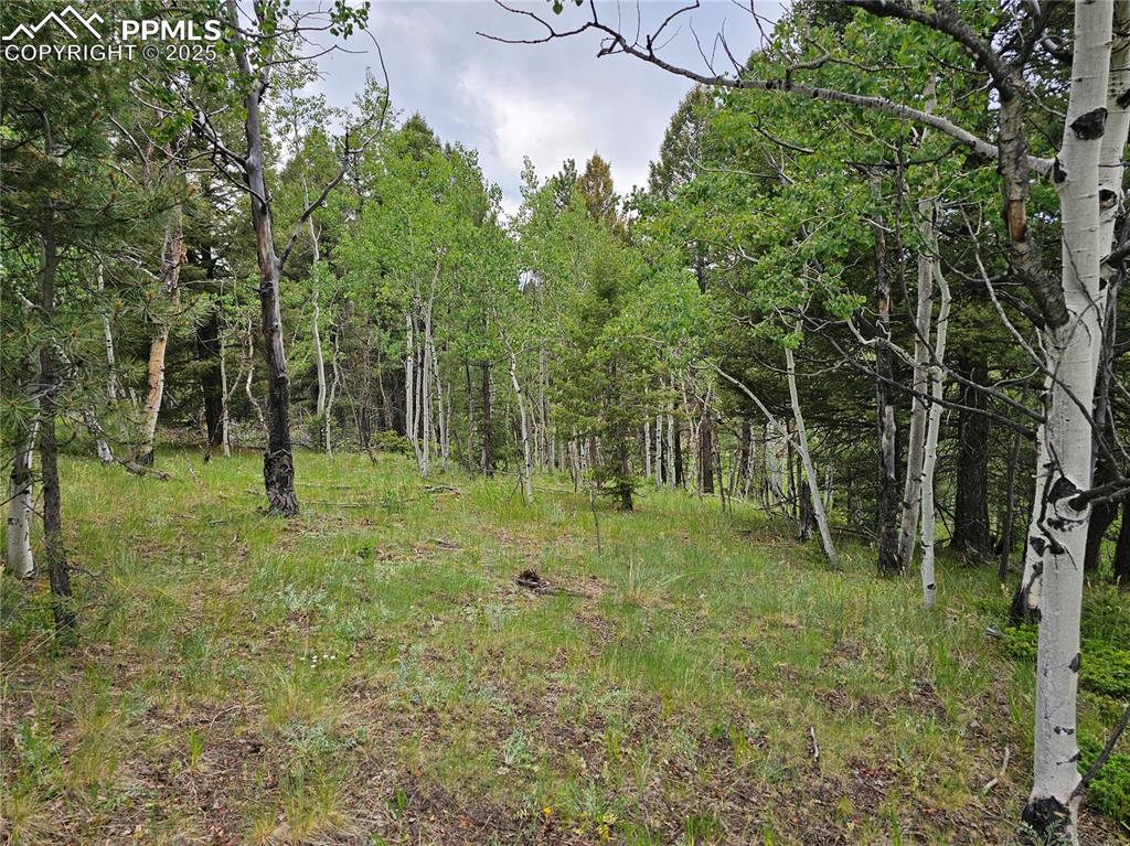 Image 2 of 26: View of Aspen Grove