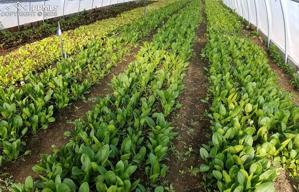 Image 27 of 44: View of yard featuring a vegetable garden