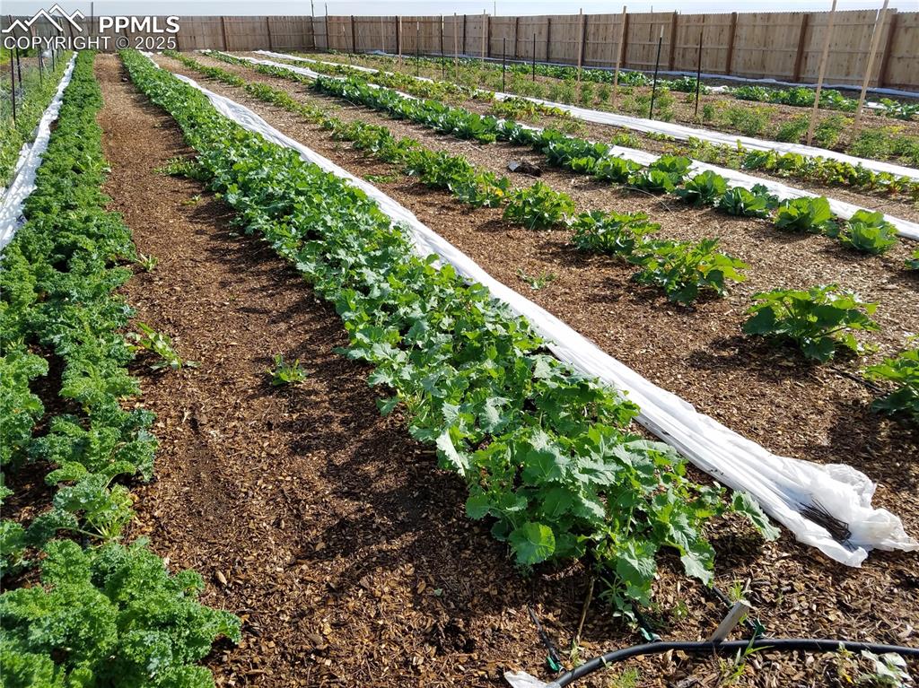 Image 29 of 44: View of yard with a vegetable garden