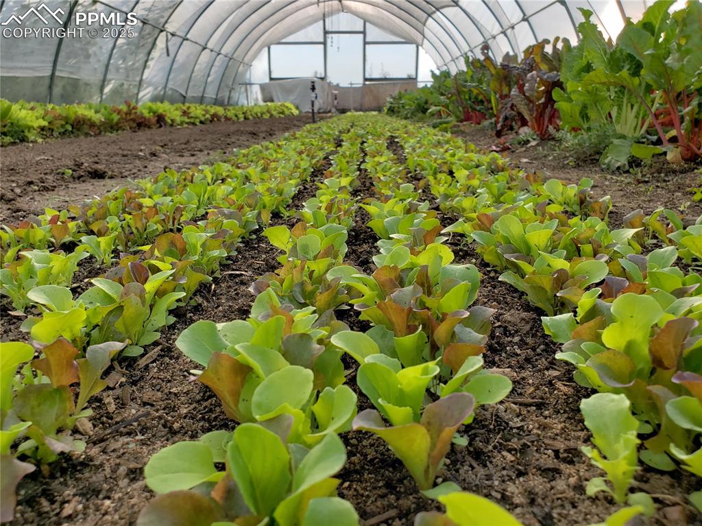 Image 34 of 44: Exterior view of a greenhouse