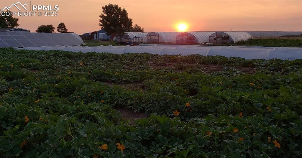 Image 7 of 44: View of yard at dusk