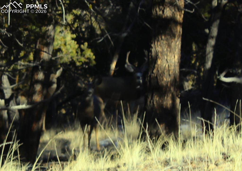 Image 8 of 15: Mule Deer in the trees