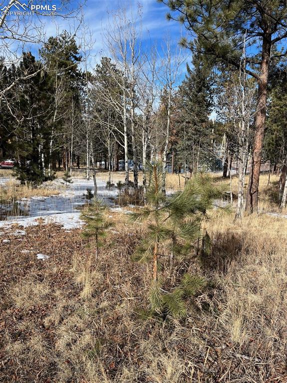 Image 3 of 3: Yard