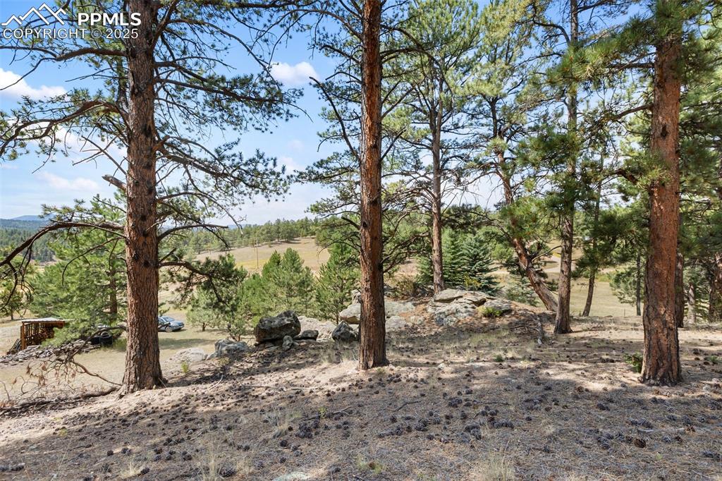 Image 30 of 41: Healthy forest. 