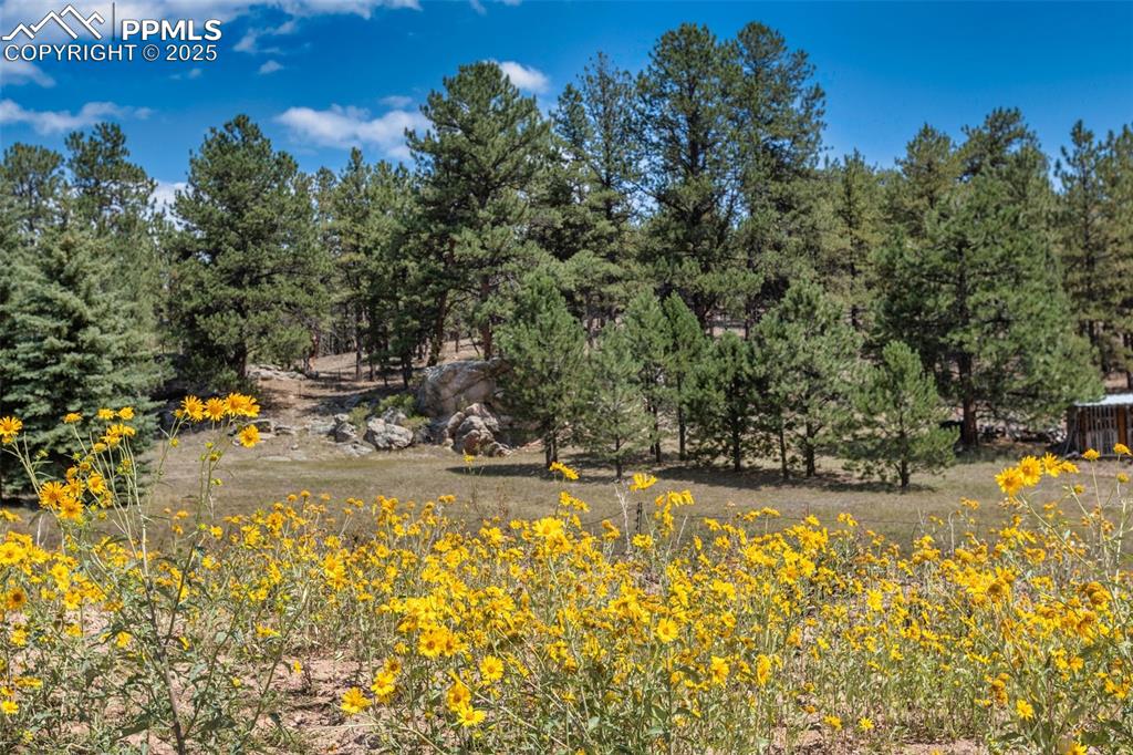 Image 36 of 41: Blue Colorado Skies, green meadows, and sunflowers. 