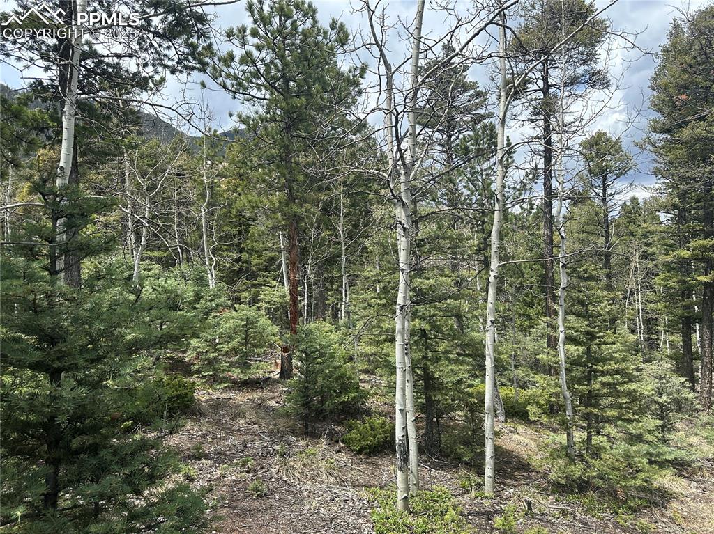 Image 10 of 20: Pine trees and Aspen trees throughout the lot