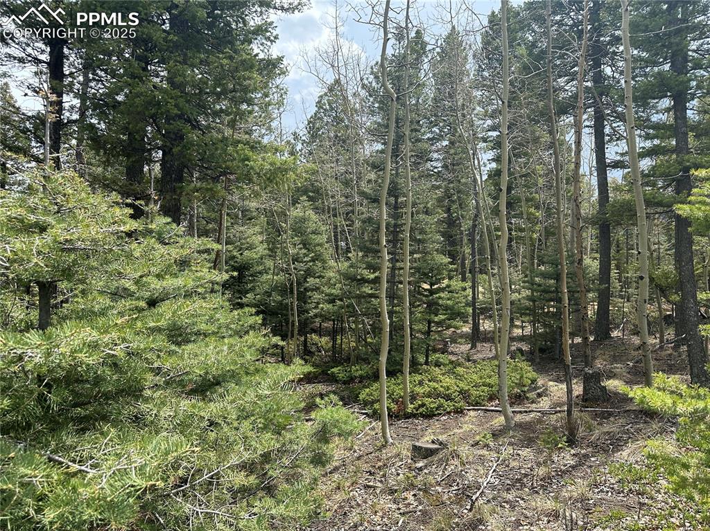 Image 13 of 20: Lots of mature Aspen and Pine on this beautiful lot!