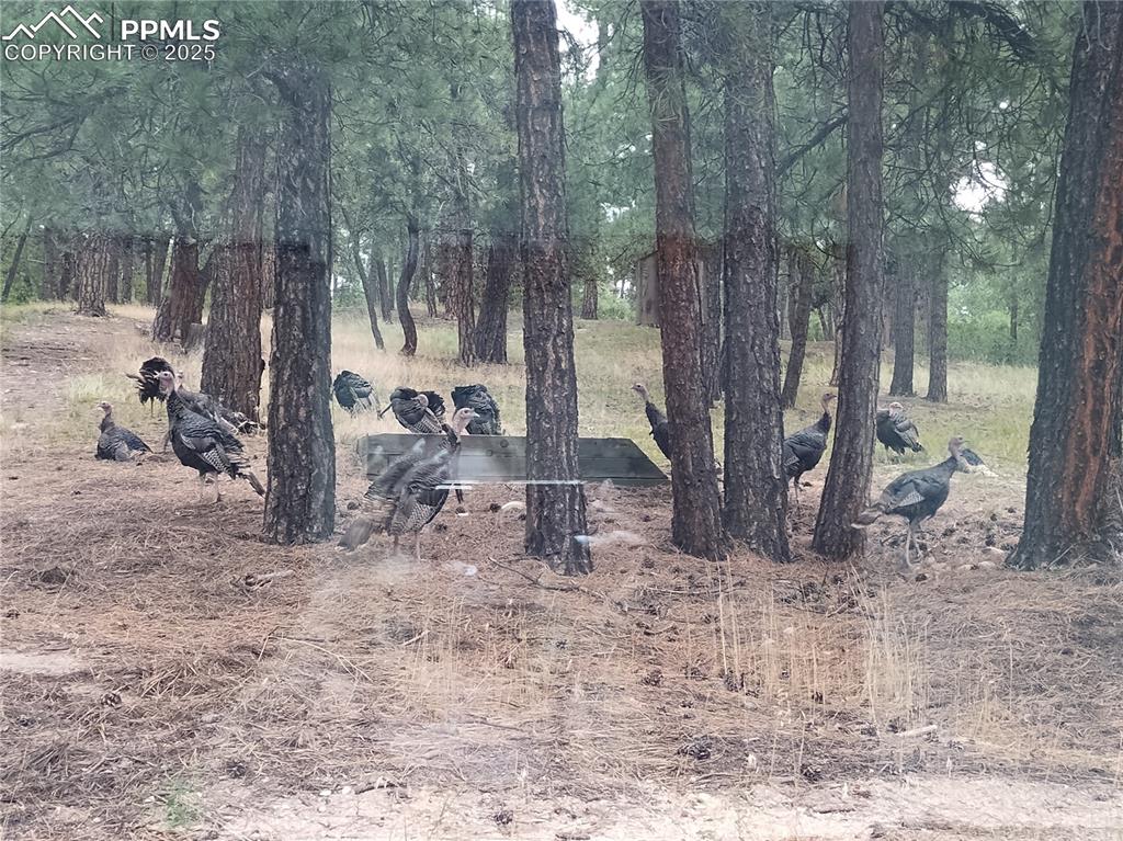 Image 50 of 50: View of nature