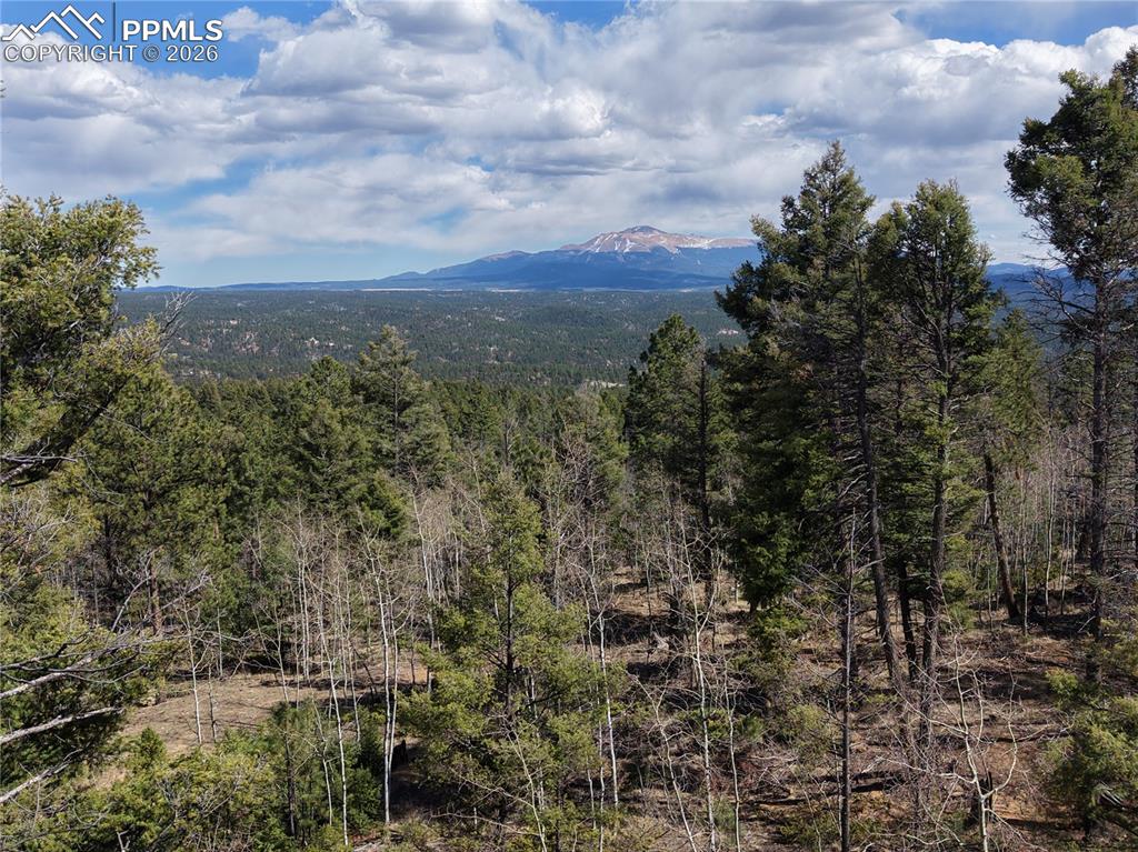 Image 11 of 11: Early Spring. Aspens still without leaves.