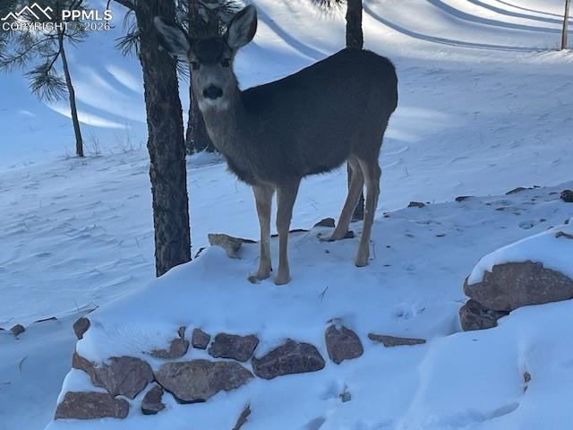 Image 44 of 45: A favorite wildlife visitor