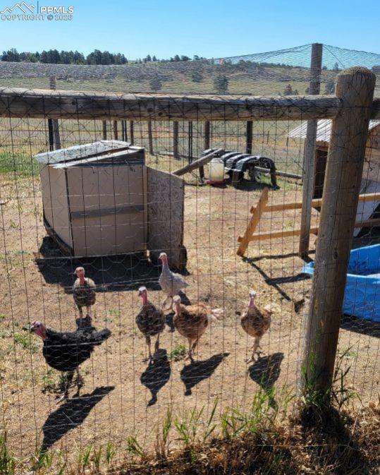 Image 36 of 50: Turkeys!