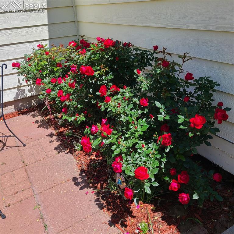 Image 13 of 17: Rose bushes