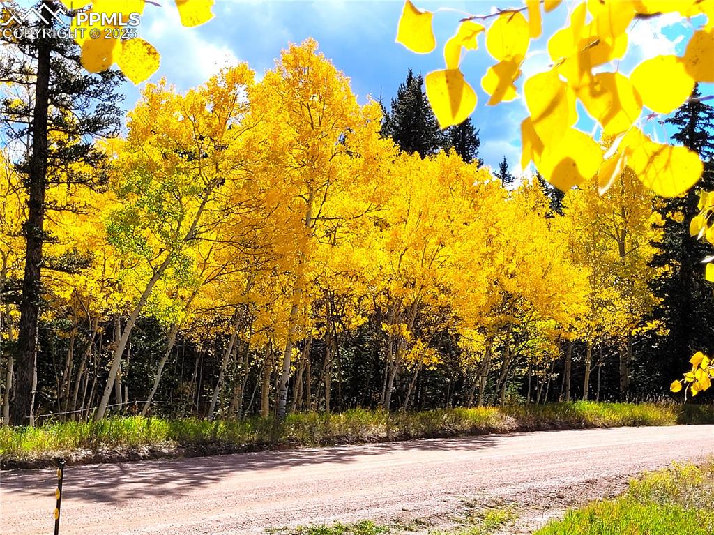 Image 5 of 50: Road in front of the house.  Fall 2024