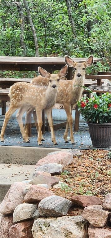 Image 43 of 48: Friendly neighbors