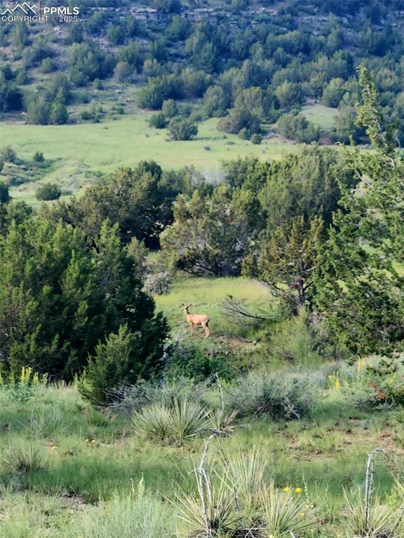 Image 40 of 47: Bird