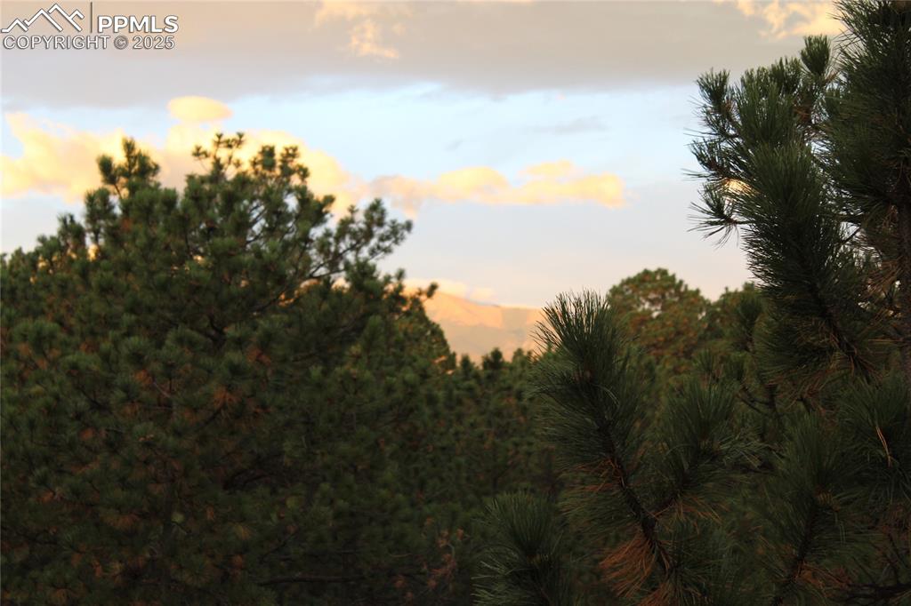 Image 15 of 41: View of tree filled area