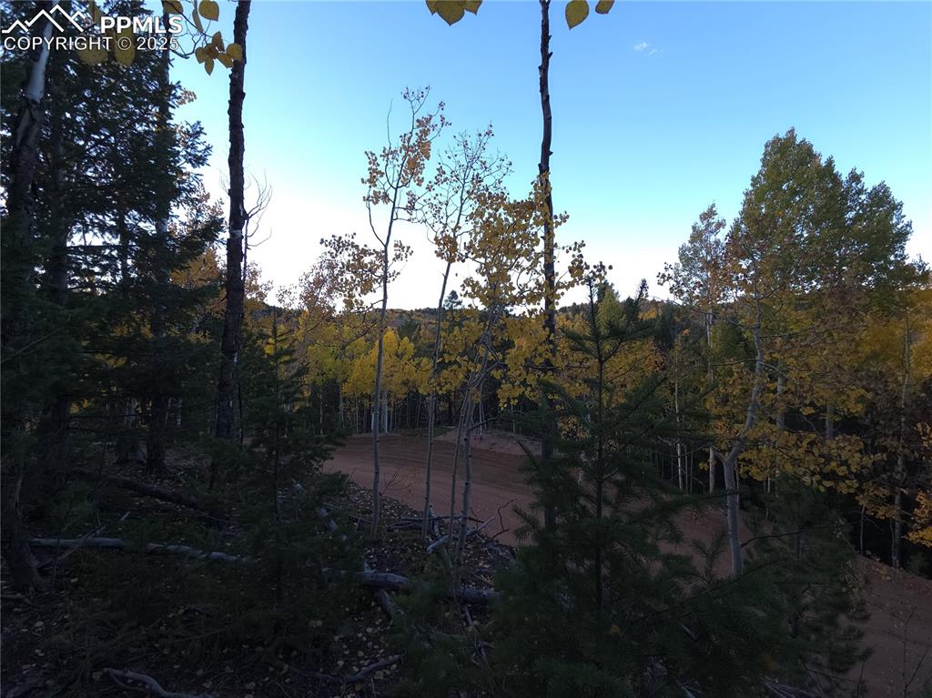 Image 10 of 31: View of woods