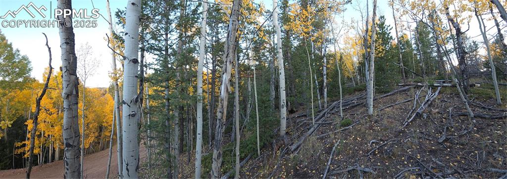 Image 11 of 31: View of tree filled area