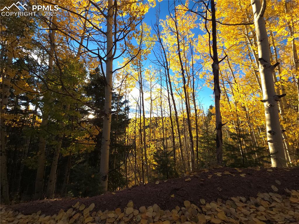 Image 2 of 31: View of wooded area