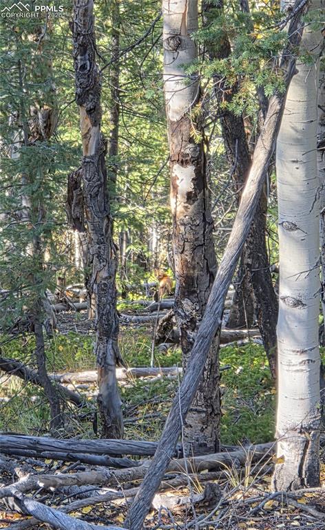 Image 31 of 31: View of local wilderness