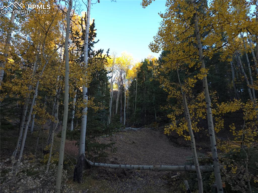 Image 7 of 31: View of wooded area