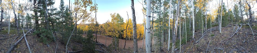 Image 9 of 31: View of tree filled area