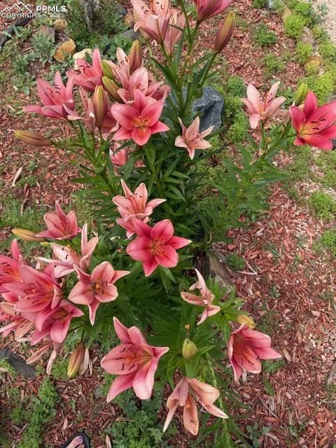 Image 20 of 39: walk-out lower level