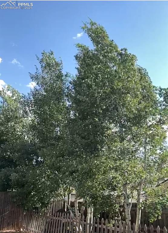 Image 37 of 39: privacy row of aspen trees