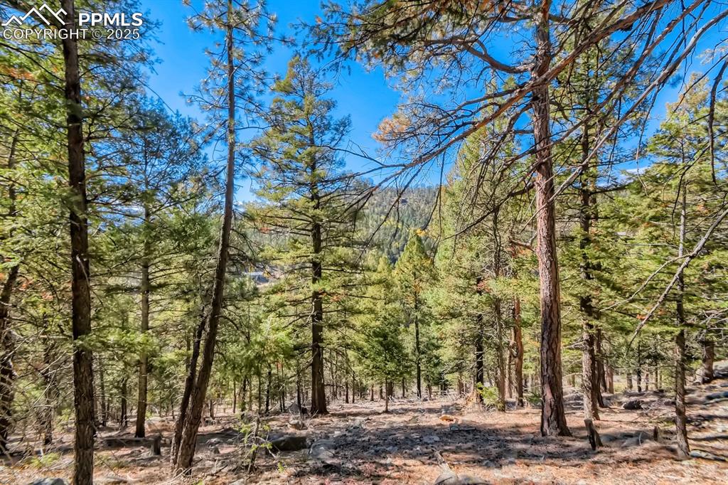 Image 11 of 27: View of wooded area