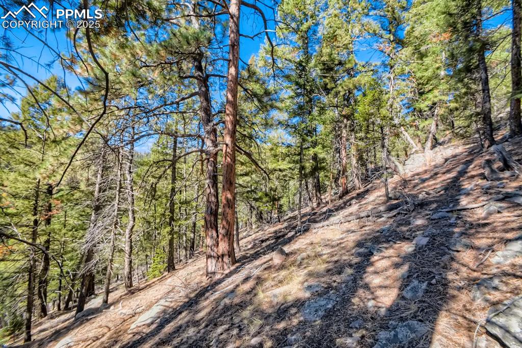 Image 12 of 27: View of woods