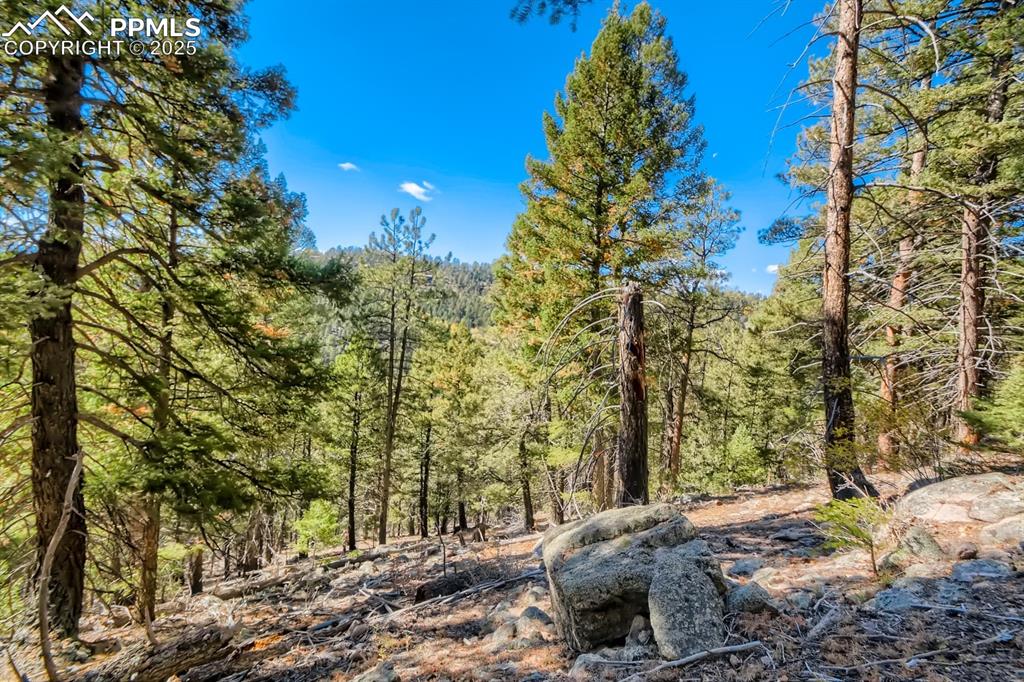 Image 14 of 27: View of tree filled area